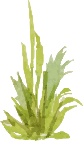 Watercolor Grass Plant